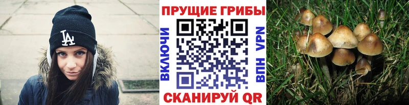 darknet Telegram  как найти наркотики  Кропоткин  Псилоцибиновые грибы Magic Shrooms 